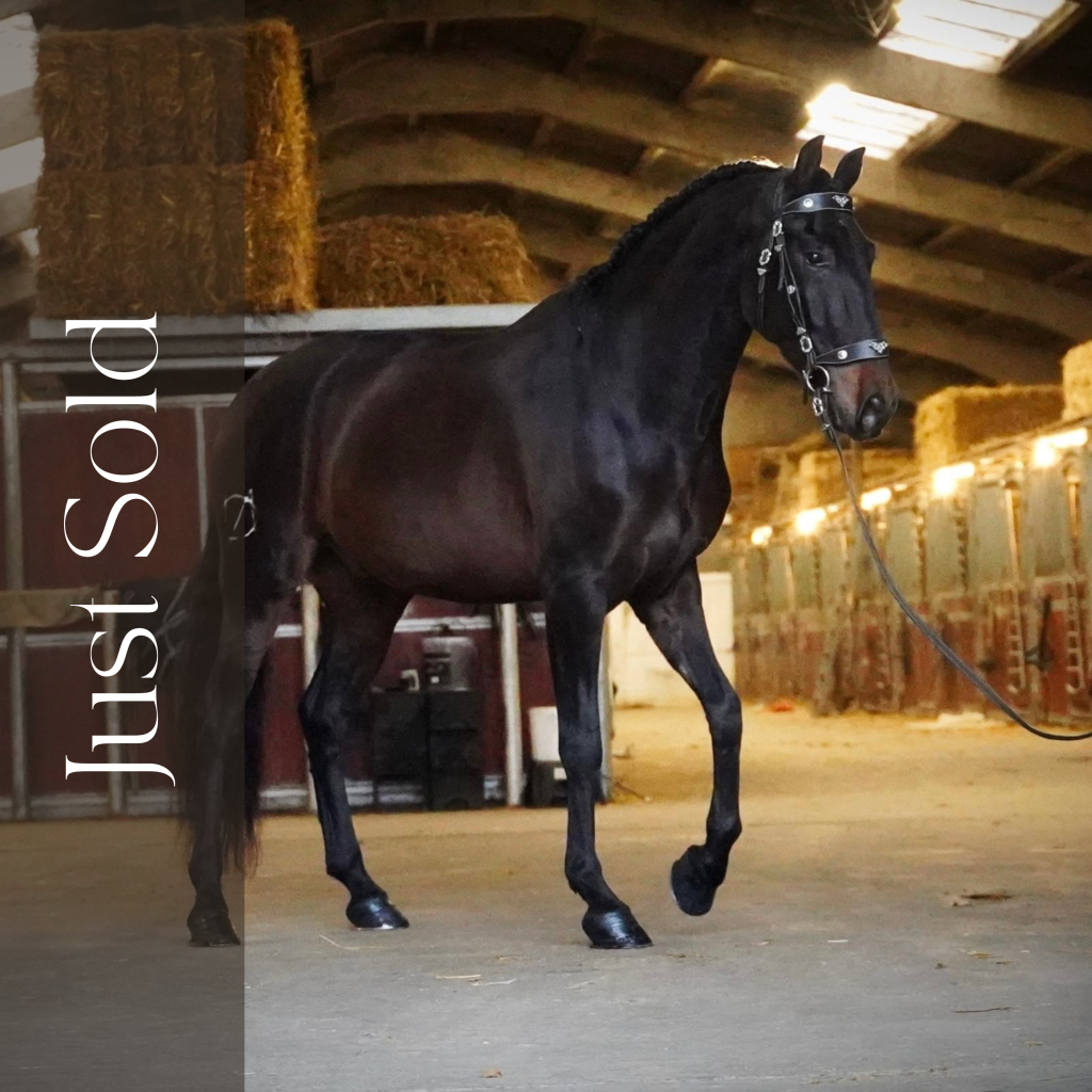 AGE: 2018
BREED: PRE
HEIGHT: 165cm
GENDER: Gelding
COAT: Bay
DOCS TYPE: ANCCE
LEVEL: basic ridden
PRICE RANGE:
10'000 - 15'000 eur